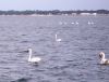 17_037 Arcachon.jpg